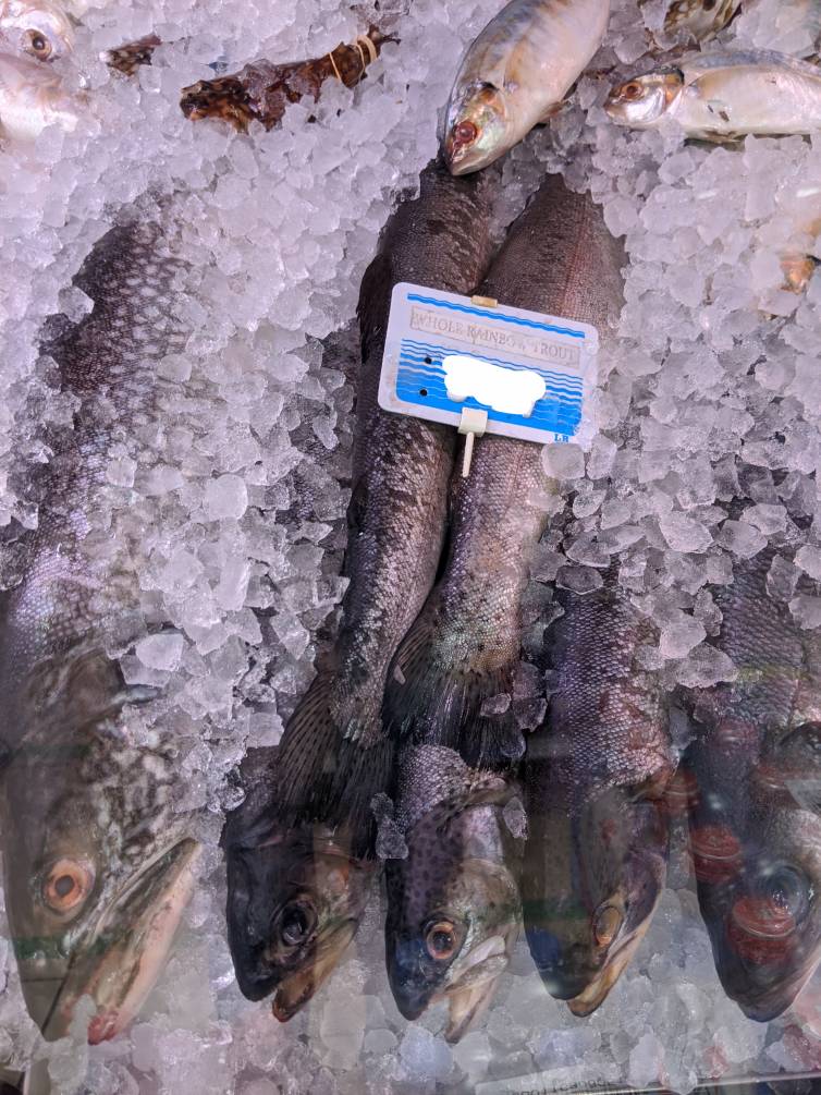 FRESH WHOLE RAINBOW TROUT